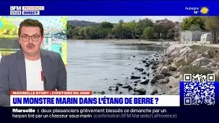 Vitrolles: une cr&eacute;ature non-identifi&eacute;e dans l'&eacute;tang de Berre ? C'est ce qu'affirme un habitant