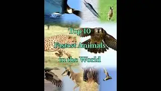 Top 10 fastest animals in the world #top10global #top10fastestanimals