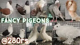 fancy pigeons at HK pigeons loft Hyderabad mukhi fantail king pigeon