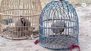 desi Chakor