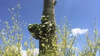 Blooming saguaros
