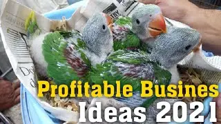 Part Time Business Ideas 2021| How To Profitable Birds Business in Urdu/Hindi ||