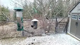 🔴Live Bird Watching - Spring Birds and Snowy Windy Day | Bird Sounds and Wind Sound