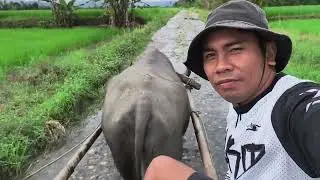 GATONG