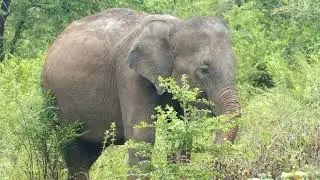 India's Most Endangered Species  A Closer look