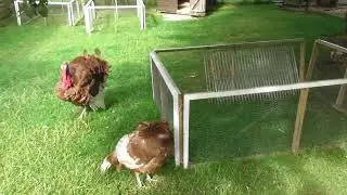 Totnes rare breeds farm