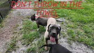DONT THROW IN THE TOWEL | AMERICAN BULLIES
