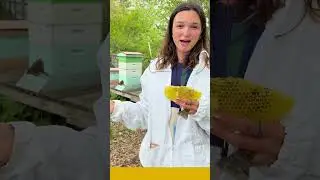 What happens when a bee stings you?