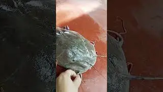 #viral kain magur mas#youtubeshorts😋☺️😊