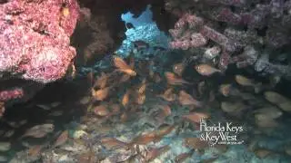 Dive Sombrero Reef