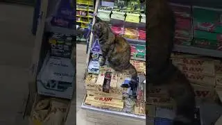 He don&rdquo;t Give  A F*** about a customers 😎 Thug Life Cat