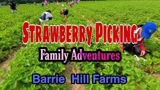 Barrie Hill Farms Family Adventures #strawberry #barrie #pickingfruit #family vlog