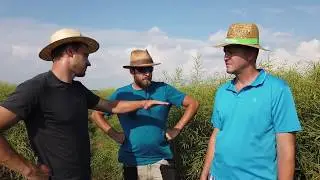 PD Dolné Dubové - řepka ozimá odrůda Umberto