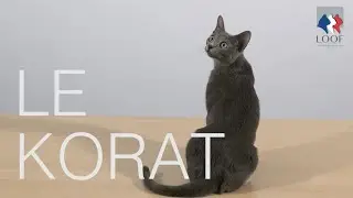 Tutocat - le Korat