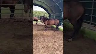 Reiten lernen bis zum ersten eigenen Pferd mit 16 Jahren! #horses #horse #ersteseigenespferd