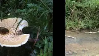 Combat en Gorges de la Save