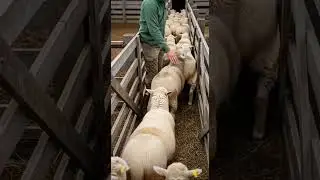 Queue chaos at the sheep gate🐑 #AnimalFails #funnyanimals #sheep #farmfails #AnimalFails #shortswtf