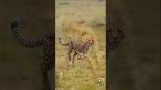 #shorts #shortvideo #short #animals #Predators #Wildlife #Nature #Tiger #Cheetah #WolfPack