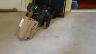 Odie & Sandy got their new barkbox, Chewrassic Bark!!!