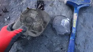 Before and After Ravenscar Lytoceras