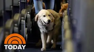 Planning on traveling with your pet? Here&rsquo;s a handy checklist!