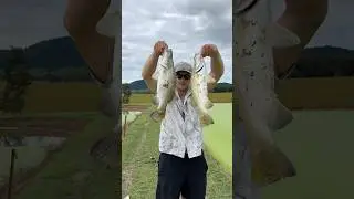 Barra farm fun!! #fishing #barrafishing #fishinglife #barramundi #lurefishing #shimano #daiwa #penn