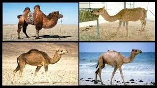 World Top 5 Camel Breed Video 2019