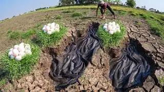 Wow Amazing Fishing - Fisherman catch a lot of fish and pick eggs in a pool in water by skills hand