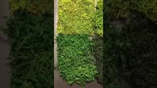 Bulk Wholesale Preserved Pole Moss Pillow Moss Bun Moss Cushion Moss Natural Green Decorative Real