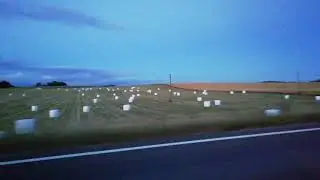 Field of marshmallows