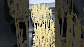 Горох на микро зелень