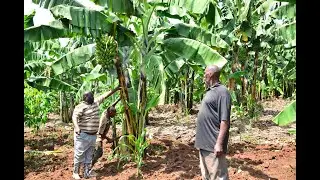 Goberera Bino Ofune Kiralu mu Kulima  Amatooke Ne RUCID (Rural  Organic Agriculture Traininig pt2