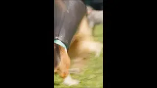 It's the Dog Park | Progressive Insurance