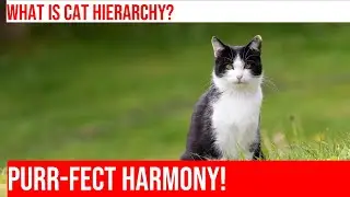 Understanding Cat Hierarchy in a Multi-Cat Household