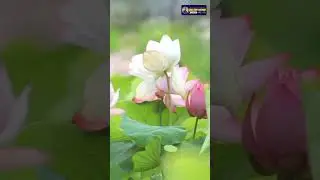 Lotus in Mythology and Religion | Inner Peace with Tranquility of Sacred Flower | Creative Nature