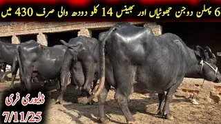 6 pehlan dojan jhotiyan 14 kilo dhoodh|چھ پہلن دوجن جھوٹیاں|Earn from buffalo 