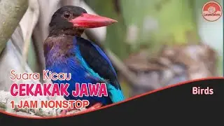 Suara burung Cekakak Jawa, masteran burung kicau 1 Jam Nonstop.