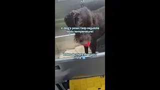 A dogs paws do more than we think! #shorts