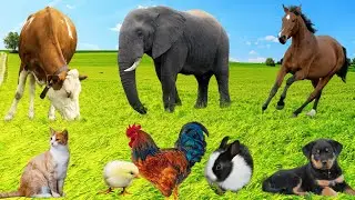 Farm Animal Food :  Cow, Dog, Elephant, Rabbit, Chicken, Chick, Rooster - Funny Farm Animal