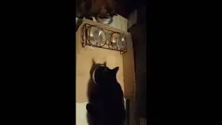 Nutro MAX CAT Chicken & Liver Formula