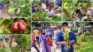 Flower & Fruit Plants Market Visit, Prices Of Pomelo Plant Water Apple Plant Curcuma Sessilis Plant