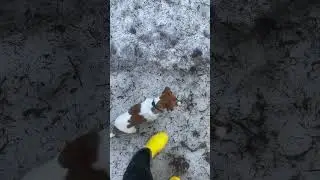 Аппи🐶 6 месяцев #джекрасселтерьер #dogshorts #dog #jrt #puppy #shorts