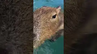 Capybara Swimming In Da Pool *Insanely Chill*