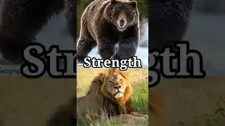 African Lion Vs Grizzly Bear || Lion vs Bear @Animalfacts972 #Animalfacts972