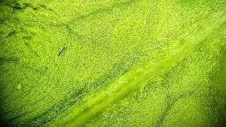 Discovering healthy plant-based nutrition: Fresh lettuce under the microscope #asmr #satisfying #usa