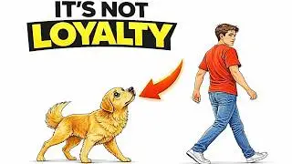 Why Your Dog Follows You Everywhere (Psychology Explained)