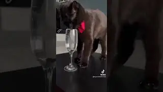 Water dance part 3! #blackcat #cat #funny