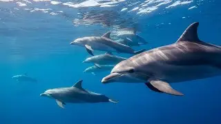 Relaxing Ocean Sounds and Tranquil Water Sounds for Better Sleep