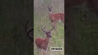 Massive old buck in velvet #hunting #shorts #deer #deerhunting #whitetaildeer  #deerseason #bigbuck