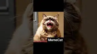 :#Cat #BigEyes #Funny #FluffyFriend #KittenMemes #LaughOutLoud #CatsOfInstagram